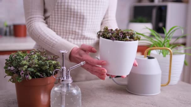 Σπίτι Κηπουρική Γυναίκα Που Φροντίζει Calisia Repens Φυτό Γλάστρα Στο — Αρχείο Βίντεο