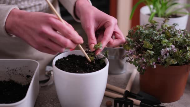 Huis Tuinieren Vrouw Planten Callisia Repens Plant Een Pot Thuis — Stockvideo