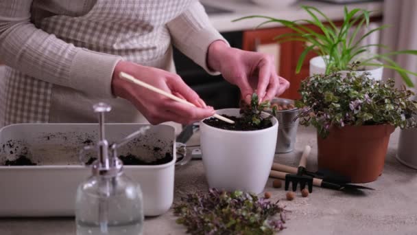 家庭园艺 妇女在家里的锅子里种植卡利西亚芦苇 — 图库视频影像