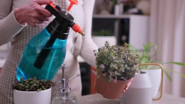 Huis Tuinieren Vrouw Water Geven Van Callisia Repens Plant Een — Stockvideo