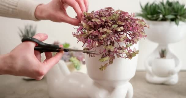 Woman Cuts Potted House Plant White Ceramic Human Pot — Stock Video