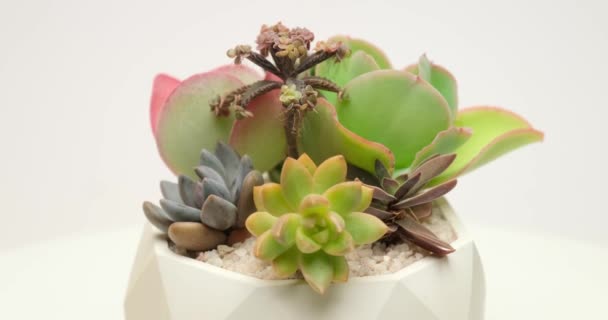 Group Succulent Plants White Ceramic Pot Rotating Platform — Video