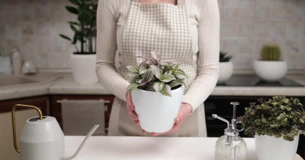 携带红豆杉粉红克隆盆栽在室内的妇女 — 图库视频影像
