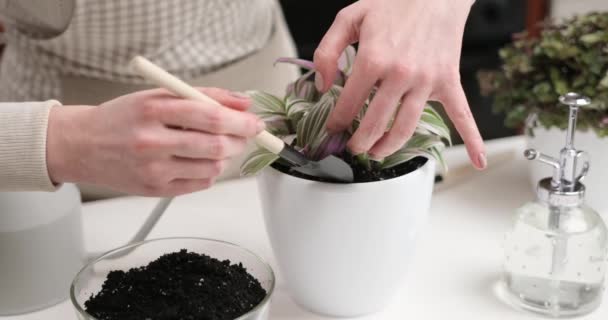 一个女人把泥土加到一个带有红豆蔻粉的盆栽中 进行盆栽 — 图库视频影像