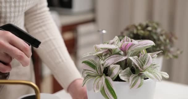 妇女在锅中喷洒红豆蔻粉克隆盆栽 — 图库视频影像