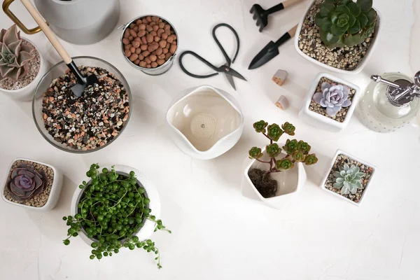 Echeveria Aeonium Senecio Rowley House Potted Plants Table Indoors — Stock Photo, Image