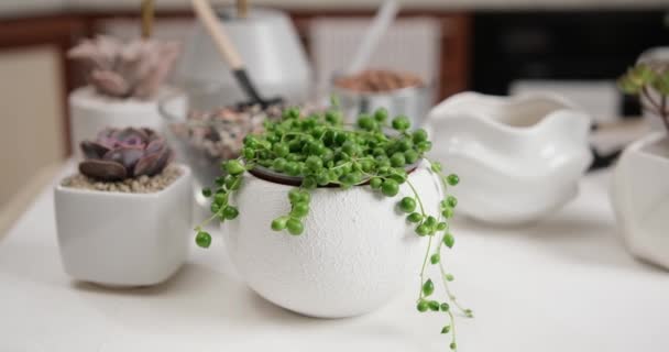 Potted Senecio Rowley Casa Planta Vaso Cerâmica Branca Uma Mesa — Vídeo de Stock