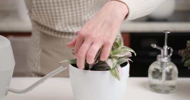 妇女从室内浇灌的水罐中浇灌红豆蔻粉 克隆盆栽 — 图库视频影像