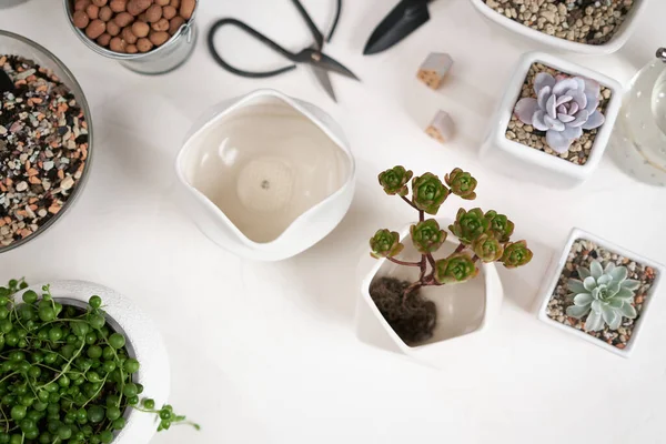 Echeveria Aeonium Dan Senecio Rowley Rumah Pot Tanaman Atas Meja — Stok Foto