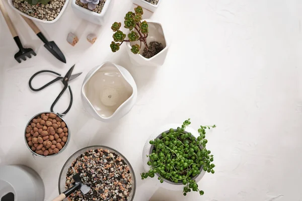 Echeveria Aeonium Senecio Rowley House Potted Plants Table Indoors — Stock Photo, Image
