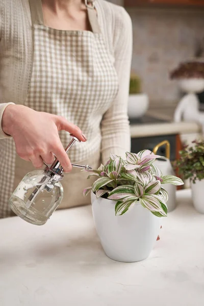 Woman Spraying Tradescantia Pink Clone Potted House Plant Pot — Stock Photo, Image