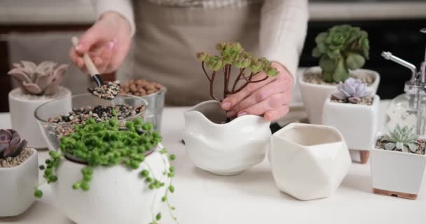 植え付け中にヨウ素ハウスで土を鍋に入れる女性 — ストック動画
