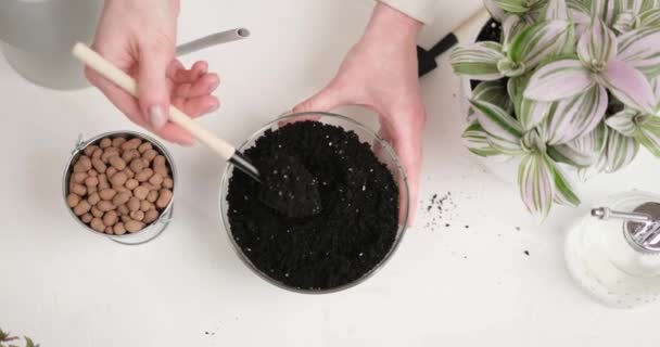 妇女为红豆杉粉红无性系植物再种植准备土壤 — 图库视频影像
