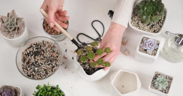 Woman Adding Soil Pot Aeonium House While Planting Potting — Stock Video