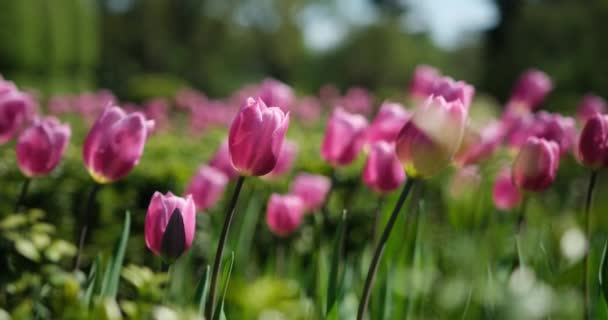 Piękne Kwitnące Jasne Wiosenne Tulipany Kwiaty Bliska Słoneczny Dzień Parku — Wideo stockowe