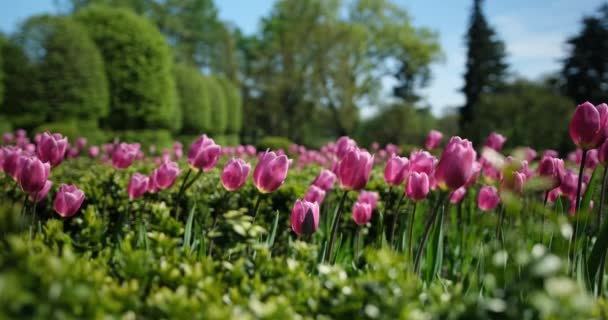 Piękne Kwitnące Jasne Wiosenne Tulipany Kwiaty Bliska Słoneczny Dzień Parku — Wideo stockowe