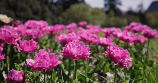 Montón Hermosas Flores Peonía Rosa Día Verano Jardín Peonía Increíblemente — Vídeo de stock