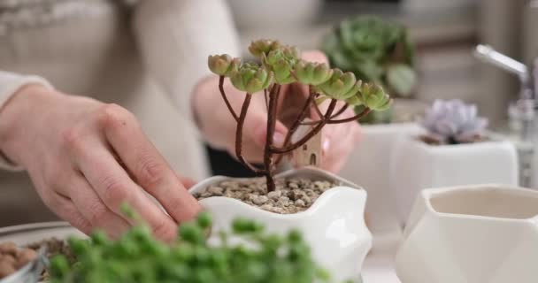 Aeonium Green Tea Sukkulent Einer Weißen Keramikkanne Mit Dekorativem Häuschen — Stockvideo