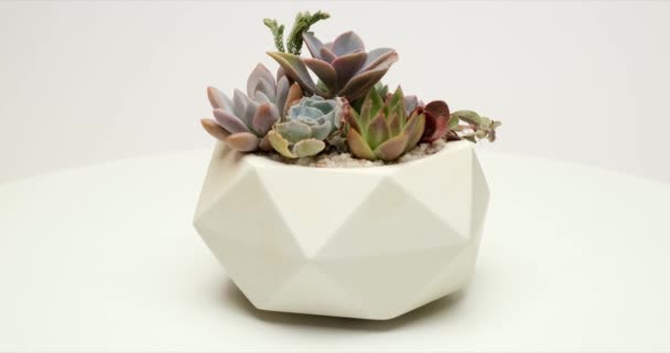Group Succulent Plants White Ceramic Pot Rotating Platform — стоковое видео