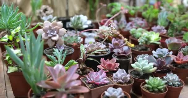 Set Different Mix Potted Tropical Mini Succulents Plants Dci — Stock Video