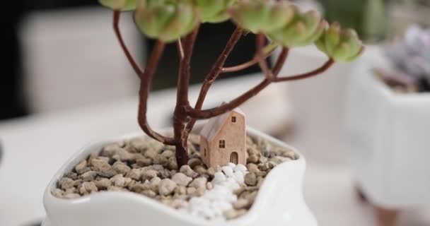 Eonio Verde Succulento Una Pentola Ceramica Bianca Con Decorativa Piccola — Video Stock