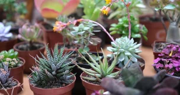 Farklı Karışımlı Tropikal Mini Sulu Bitkiler Dci — Stok video
