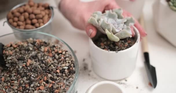 Woman Putting Soil Ceramic Pot Echeveria Succulent Rooted Cutting Transplantation — Stock Video