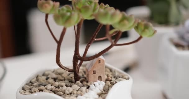 Aeonium Grönt Suckulent Vit Keramik Kruka Med Dekorativa Små Hus — Stockvideo