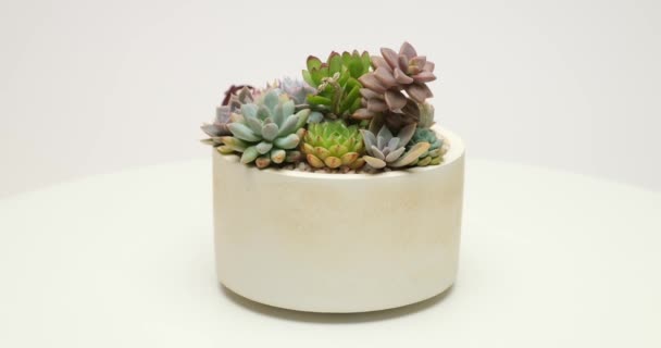 Group Succulent Plants White Ceramic Pot Rotating Platform — стоковое видео