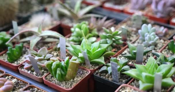 Een Set Van Verschillende Mix Potted Tropical Mini Succulents Planten — Stockvideo