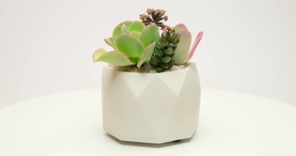 Group Succulent Plants White Ceramic Pot Rotating Platform — Video Stock