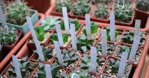 Una Serie Diverse Piante Mini Succulente Tropicali Vaso Mix — Video Stock