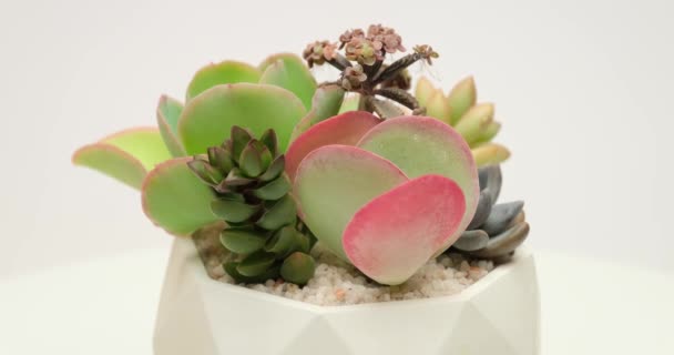 Group Succulent Plants White Ceramic Pot Rotating Platform — Stockvideo