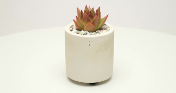 Pianta Succulenta Echeveria Vaso Ceramica Bianca Piattaforma Rotante — Video Stock