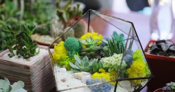 Ensemble Différents Mélanges Plantes Tropicales Mini Succulentes Pot Icd — Video