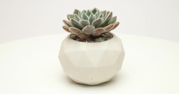Pianta Succulenta Echeveria Vaso Ceramica Bianca Piattaforma Rotante — Video Stock