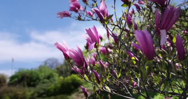 Första Våren Anbud Blommande Magnolia Träd Rosa Blommor Våren Solig — Stockvideo