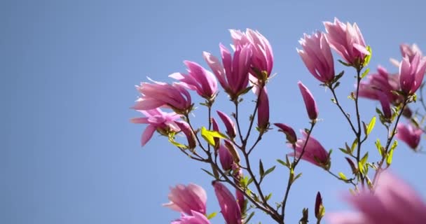 Первая Весна Нежный Цветущий Магнолия Дерево Розовые Цветы Весенний Солнечный — стоковое видео
