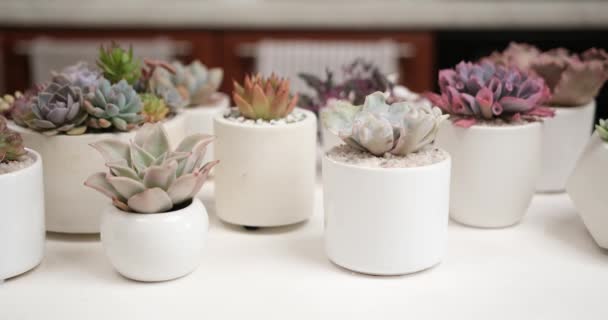 Echeveria Succulent House Plant Pot Other Potted House Plants Table — Stock video