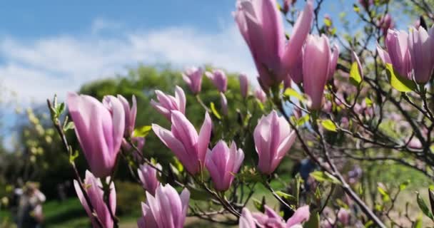 Первая Весна Нежный Цветущий Магнолия Дерево Розовые Цветы Весенний Солнечный — стоковое видео
