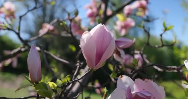 Első Tavasz Tender Virágzó Magnólia Rózsaszín Virágok Tavaszi Napsütéses Napon — Stock videók