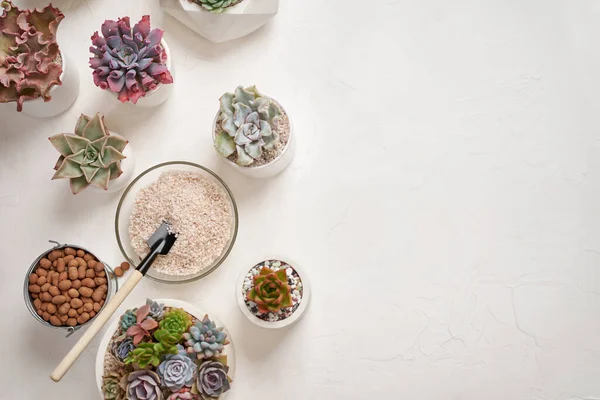 Thuis Tuinman Transplanteren Sappige Plant Keramische Potten Een Tafel — Stockfoto