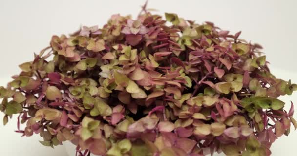 在旋转平台上的白锅中放置卡利西亚室内植物 — 图库视频影像