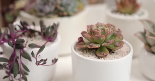 Echeveria Sukkulente Zimmerpflanze Topf Und Andere Topfpflanzen Auf Dem Tisch — Stockvideo