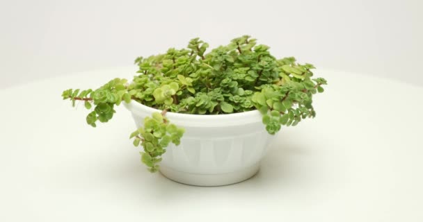 Sedum Makinoi Plante Succulente Pot Blanc Sur Une Plate Forme — Video