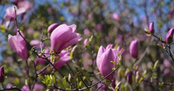 První Jaro Tender Kvetoucí Magnólie Strom Růžové Květy Jaře Slunečný — Stock video