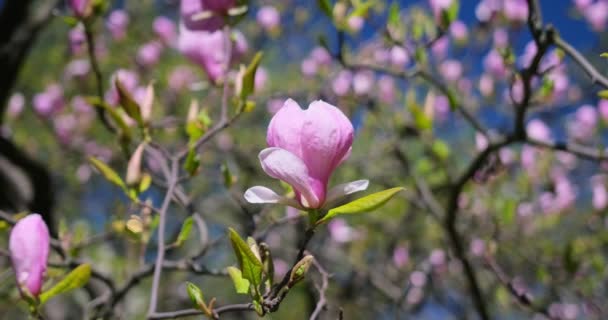 Pierwsza Wiosna Tender Kwitnące Drzewa Magnolii Różowe Kwiaty Wiosnę Słoneczny — Wideo stockowe