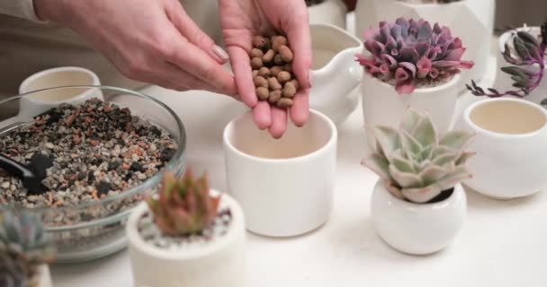妇女将膨胀土倒入陶罐中 用于紫苏根茎切开术 — 图库视频影像