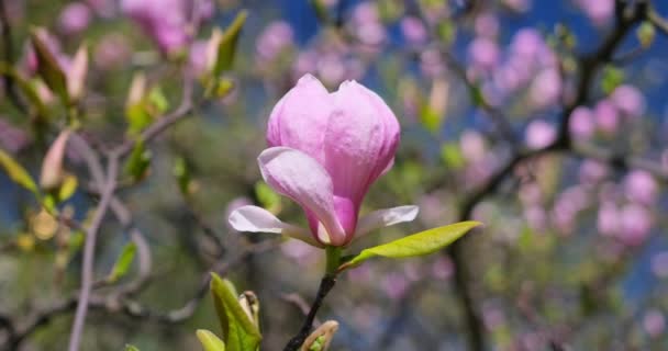 Erster Frühling Zarte Blühende Magnolienbaum Rosa Blüten Sonnigen Frühlingstag Botanischen — Stockvideo