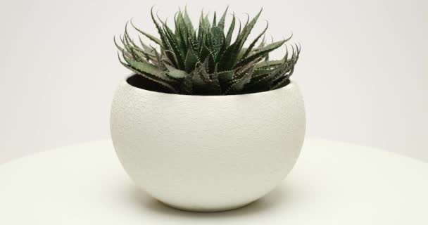 Aloe Aristata Pianta Succulenta Vaso Bianco Piattaforma Girevole — Video Stock